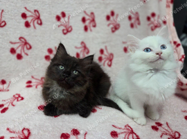 Ragdoll x Maine Coon kittens