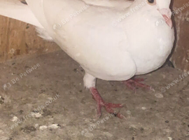Young racing pigeons ready to Leave