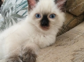 Two beautiful Pure Bred Ragdolls looking for a loving home