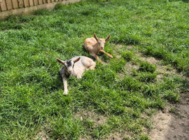 Young Goat Kids Available