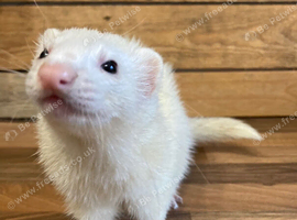 Very sweet ferret