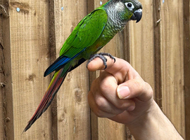 Green cheek conure