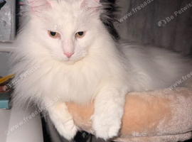 Maine Coon x Norwegian Forest Cat
