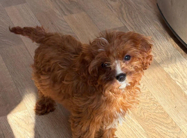 F1b Cavapoo puppies&hellip;