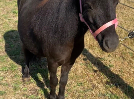 Perfect Therapy Mini Shetland Gelding For Sale