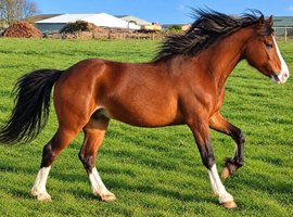 3 year old section c colt
