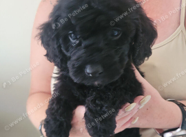 Cockerpoo cross poochon pups