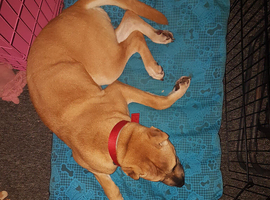 Shar Pei bully for sale