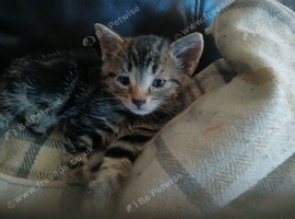 9 weeks old little boy kittens
