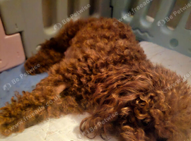 Asian Poodle Male for sale