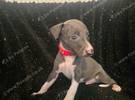 Beautiful Whippet Puppies