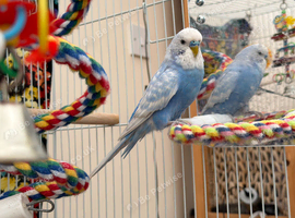 Young budgie