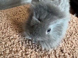 Baby lionheads for sale
