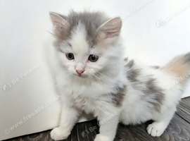 Kitten available