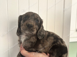 Cocker spaniel puppies 4 boys (ready to leave next week )
