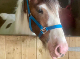Lovely big yearling gelding