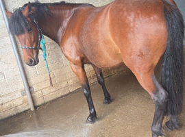Looking for the perfect horse for a teenager and  mother daughter share