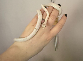 Palmetto Corn Snake