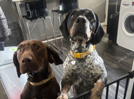 2 beautiful springador sisters