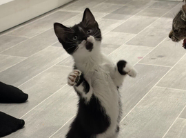 Male kitten