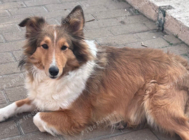 Shetland sheepdog girl