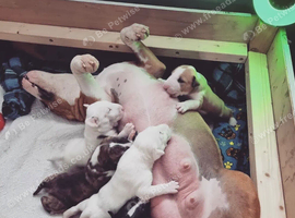English bull terrier puppies