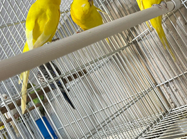 Latino buddies 2 male one femle