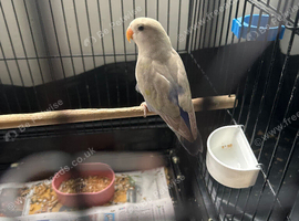 love bird multi blue mix colour very healthy and active