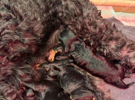 Beautiful Cavapoos