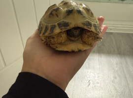 Hermanns Tortoise & set up