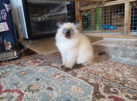 Female ragdoll kitten