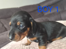Miniture Dachshund puppies