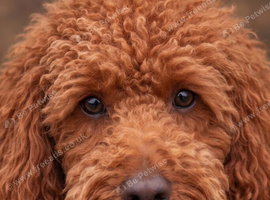 TOY POODLE BOY FOR STUD