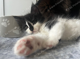 Maine Coon "Athena" Foxy girl
