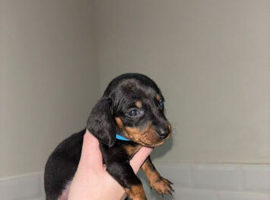 Boy daschunds