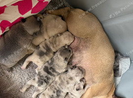French bulldog puppies