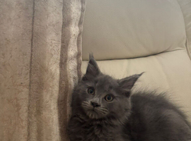 Adorable Grey Mainecoon/Ragdoll Boy