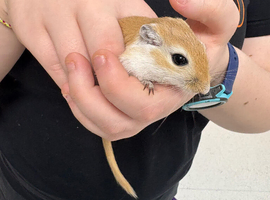 Gerbils