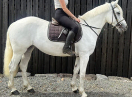 Smart 15.1h Registered Connemara Mare***