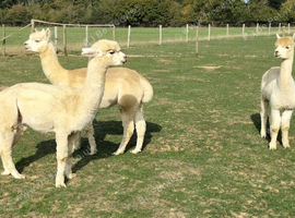 3 alpaca boys for sale