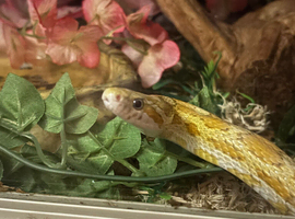 Corn snake for sale