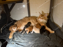 Tica registered Mainecoon kittens