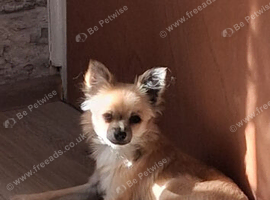 CHIHUAHUA MALE 7 MONTH