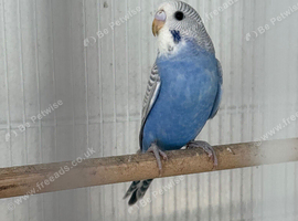Baby budgies for sale!
