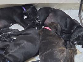 4 beautiful cane corso puppies for sale