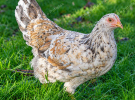 Hybrid - Swedish Flower Hen