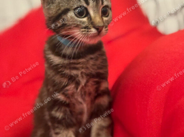Six Beautiful Bengal &times; British Longhair Kittens