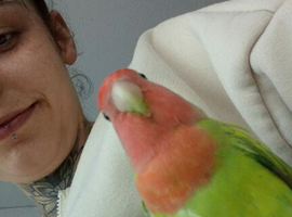 Tame love bird