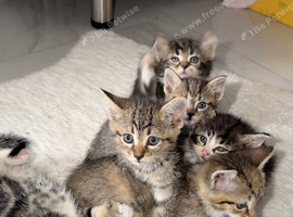 4 x kittens