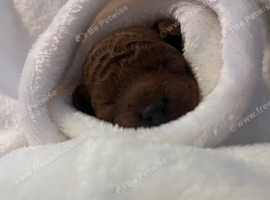 Stunning deep red Cavapoo baby boy